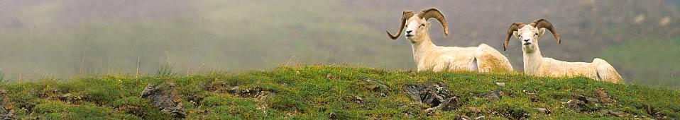 Dall Sheep